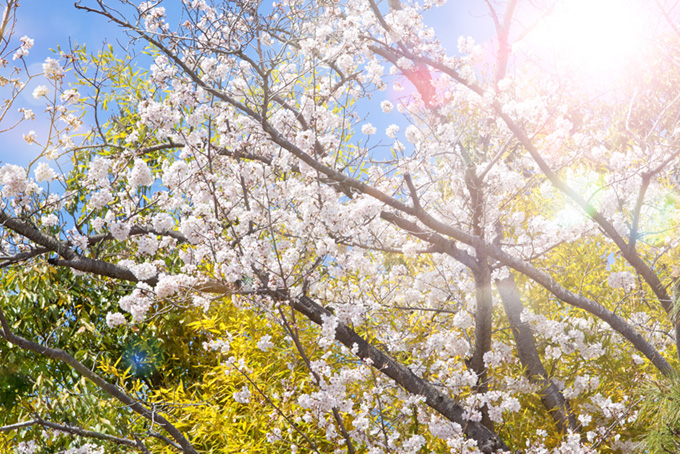 桜の花の背景（桜 景色の背景フリー画像）