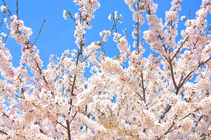空に伸びる花咲く桜の枝（桜 白の背景フリー画像）