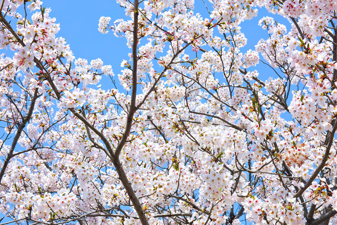 白い花が輝く桜の背景（桜 白の背景フリー画像）