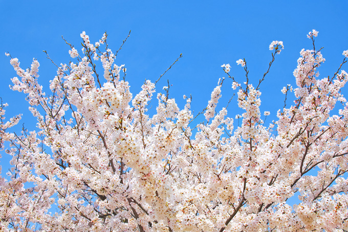 桜の花と蕾が残る枝先（桜 白の背景フリー画像）