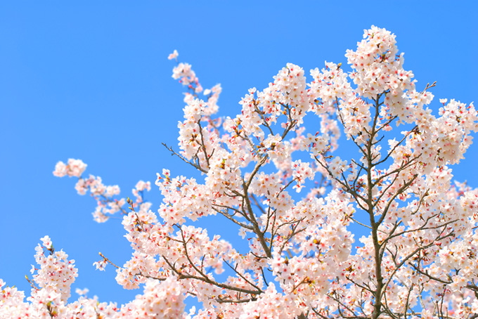 桜と青空の背景（桜 白の背景フリー画像）