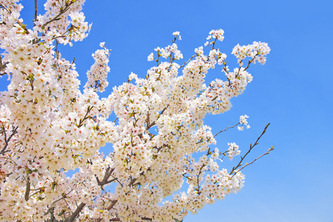 桜 白 の画像 写真素材を無料ダウンロード 1 フリー素材 Beiz Images