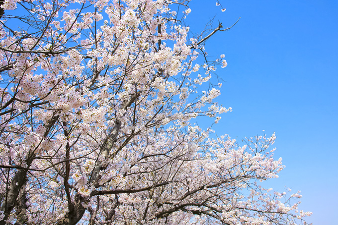 桜の花の背景（桜 ソメイヨシノの背景フリー画像）