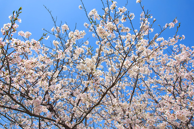 青空の背景と桜（桜 ソメイヨシノの背景フリー画像）