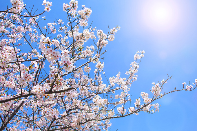 太陽と花を付けた桜の枝（桜 太陽の背景フリー画像）