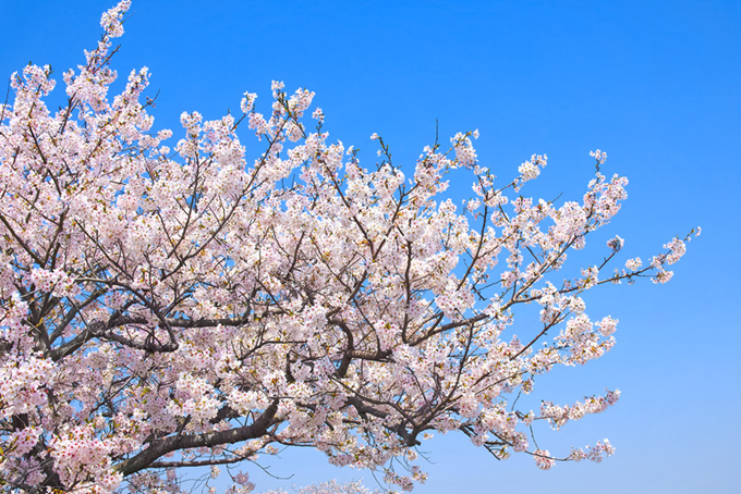 青空の背景と桜（桜 高画質の背景フリー画像）