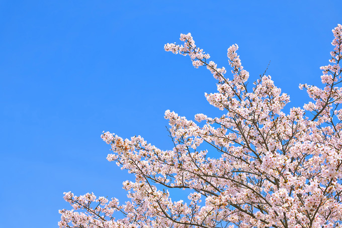 青空の背景と桜（桜 高画質の背景フリー画像）