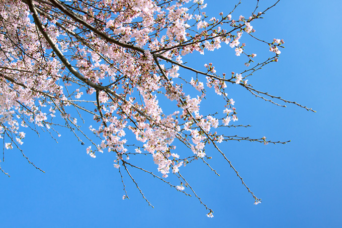 五分咲きの花と緑のつぼみ（桜 蕾の背景フリー画像）