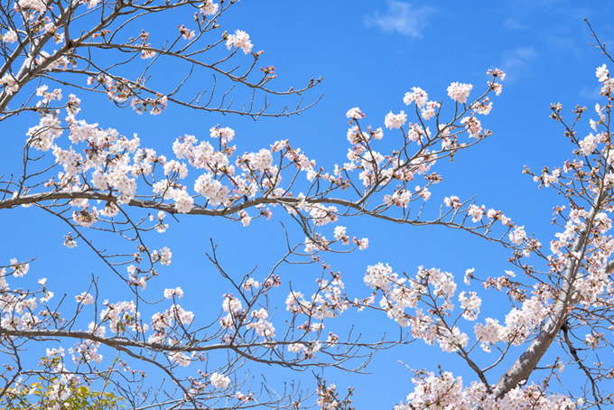 春の空と咲き始めるサクラ（桜 蕾の背景フリー画像）