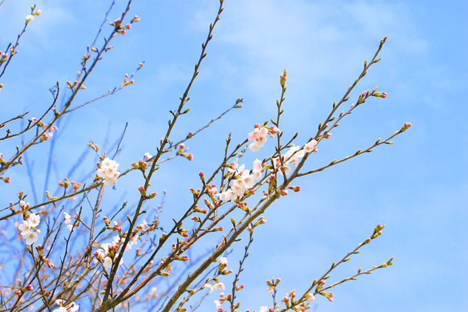 枝先の緑の蕾と開花する花（桜 蕾の背景フリー画像）