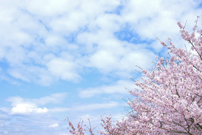 青空の背景と桜（桜 雲の背景フリー画像）