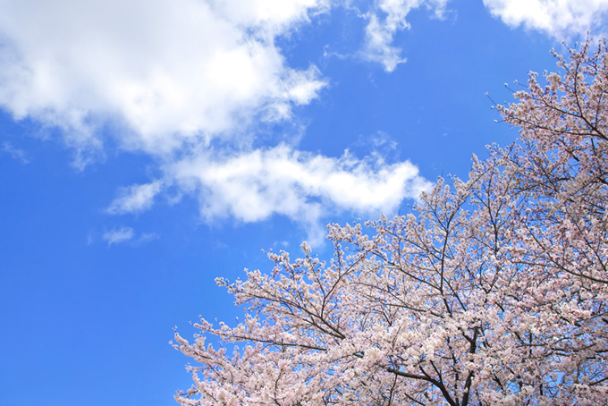 白い雲のある空と桜（桜 雲の背景フリー画像）