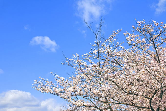 青空の背景と桜（桜並木の背景フリー画像）