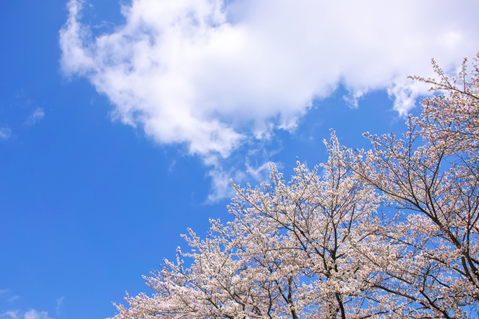 桜の上の白い大きな雲（桜 雲の背景フリー画像）