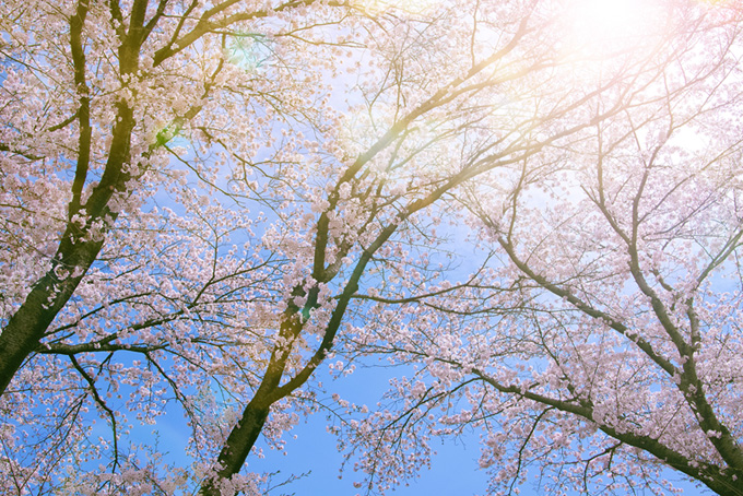 暖かい日差しとサクラ（桜 太陽の背景フリー画像）