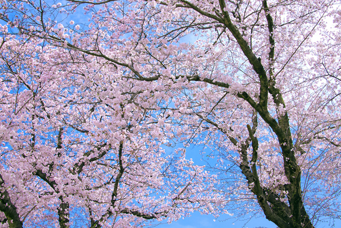綺麗な桜の木と空の背景（桜 雲の背景フリー画像）