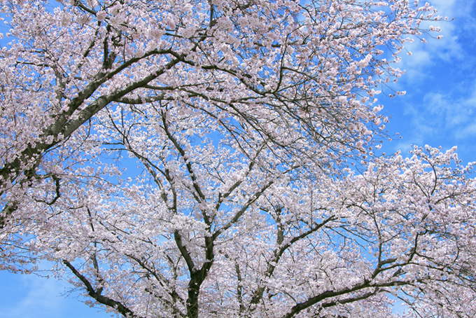 白いソメイヨシノの花と空（桜 サクラの背景フリー画像）