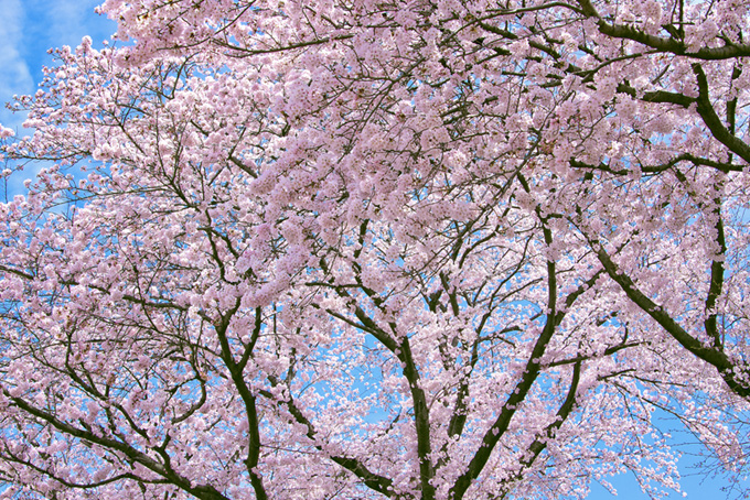 桜が咲く春の背景（桜 サクラの背景フリー画像）