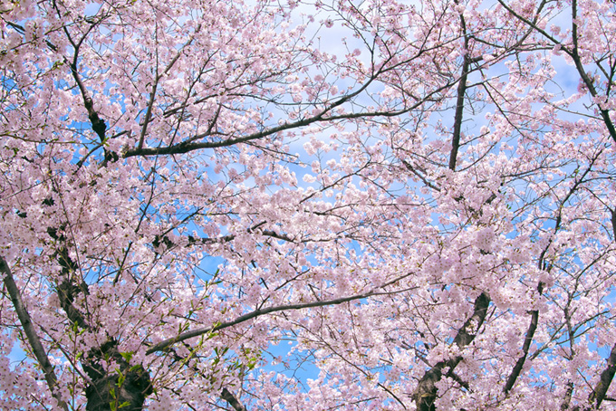 ピンクの桜の美しい背景（桜 サクラの背景フリー画像）
