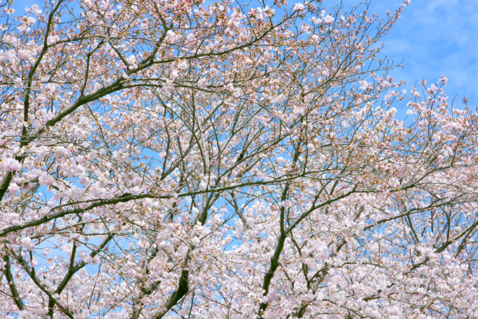 つぼみと花を沢山つけた桜の木（桜 サクラの背景フリー画像）