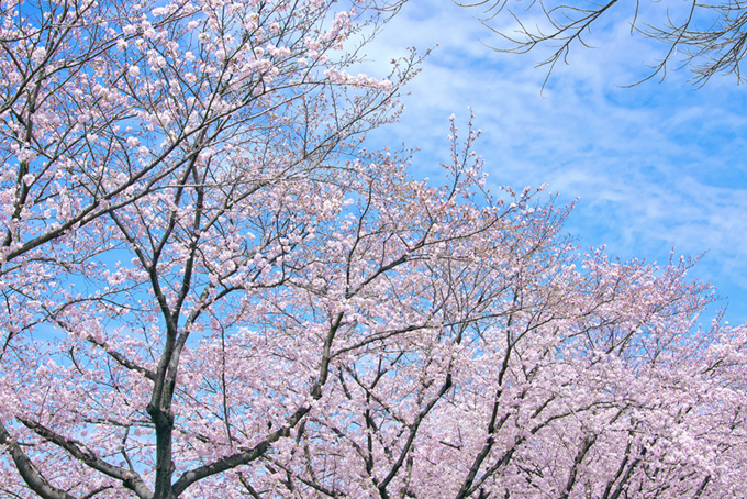 春の桜並木と青い空（桜 サクラの背景フリー画像）