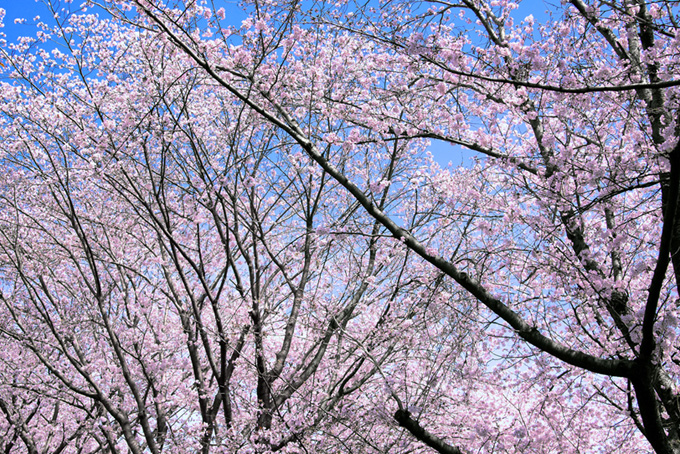 花をつけたサクラの木（桜 サクラの背景フリー画像）