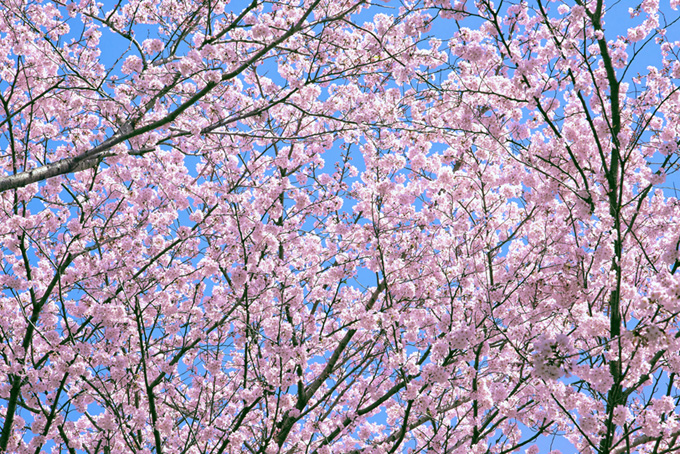ピンクの桜と青い背景（桜 サクラの背景フリー画像）