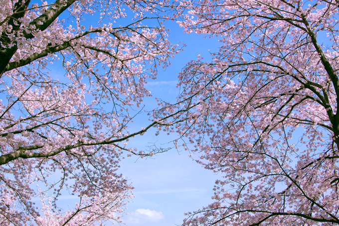 桜並木と春の空（桜 サクラの背景フリー画像）