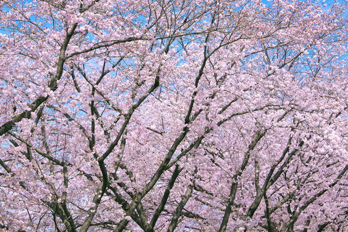 春の綺麗な桜の木（桜 サクラの背景フリー画像）