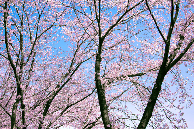 桜と空の爽やかな背景（桜 サクラの背景フリー画像）