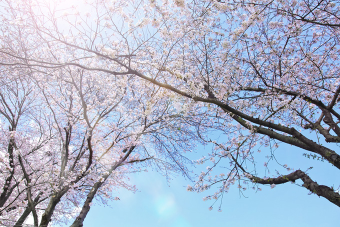 太陽の光が射し込む桜の木（桜 太陽の背景フリー画像）