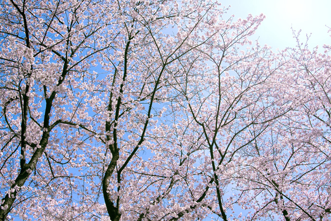 柔らかな光に包まれる桜林（桜 太陽の背景フリー画像）