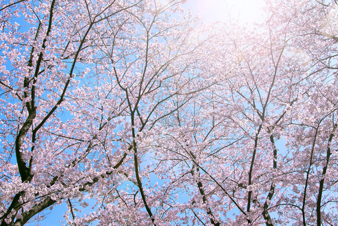 陽に照らされるピンクの桜（桜 太陽の背景フリー画像）