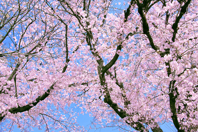 花を付ける桜（桜 木 空の背景フリー画像）