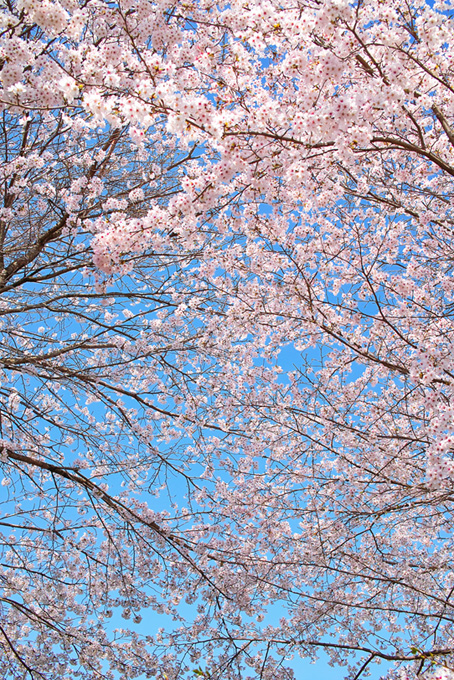 桜の枝が青空に向き合う（桜 可愛いの背景フリー画像）