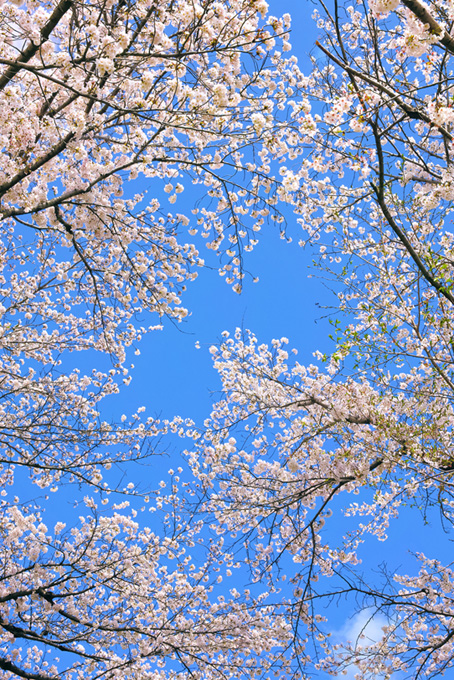 白い花を沢山つけた桜（桜 可愛いの背景フリー画像）
