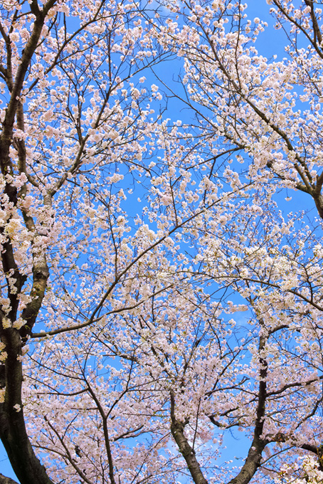 花を付ける桜（桜 待ち受けの背景フリー画像）