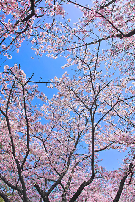 桜 縦 の画像 写真素材を無料ダウンロード 1 背景フリー素材 Beiz Images