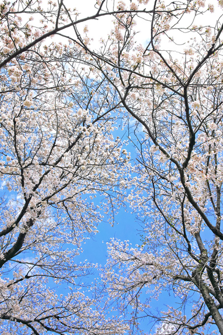 花を付ける桜（桜 縦の背景フリー画像）