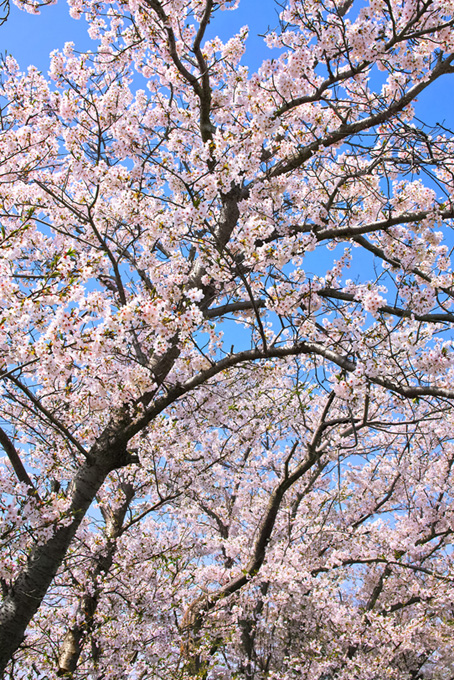 花を付ける桜（桜 縦の背景フリー画像）