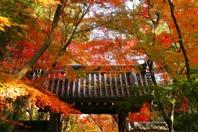 紅葉が鮮やかな京都の寺院の和風素材（和風 背景フリーの画像）