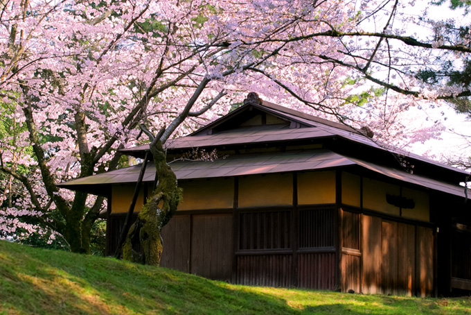 春の桜と古民家(背景 画像 日本のフリー画像)