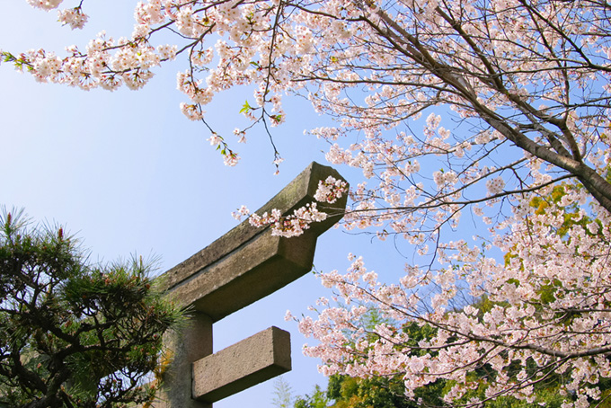 鳥居と松と桜（春の背景フリー画像）