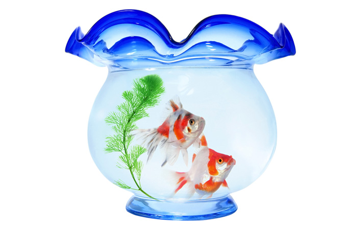 金魚鉢と二匹の金魚(背景 画像 日本のフリー画像)