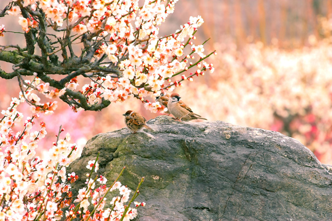 春の梅林とスズメ（春の背景フリー画像）