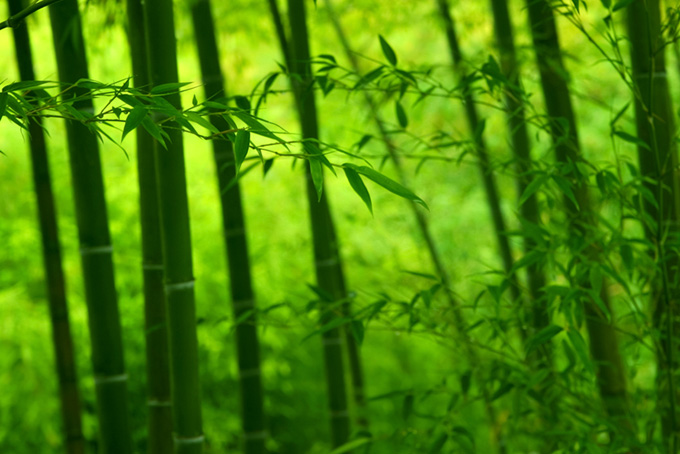 緑に光る竹林の景色（背景 日本の背景フリー画像）