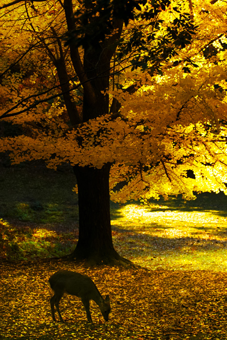 黄金色のイチョウの木と鹿（秋の背景フリー画像）