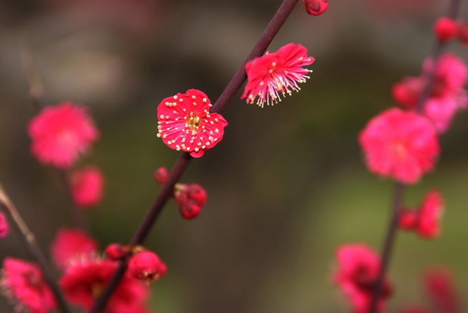 鮮やかな赤い梅の花の和風背景（和風 背景フリーの画像）