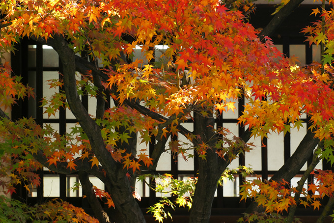 黄葉と格子窓の和風背景（背景 日本の背景フリー画像）
