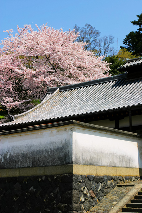 白壁の古都に咲く桜の写真（和風 壁紙の背景背景フリー画像）